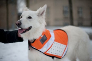 應(yīng)急救援信息犬外套